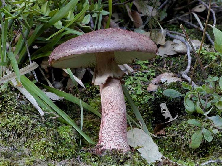 I tanti aspetti della Amanita rubescens